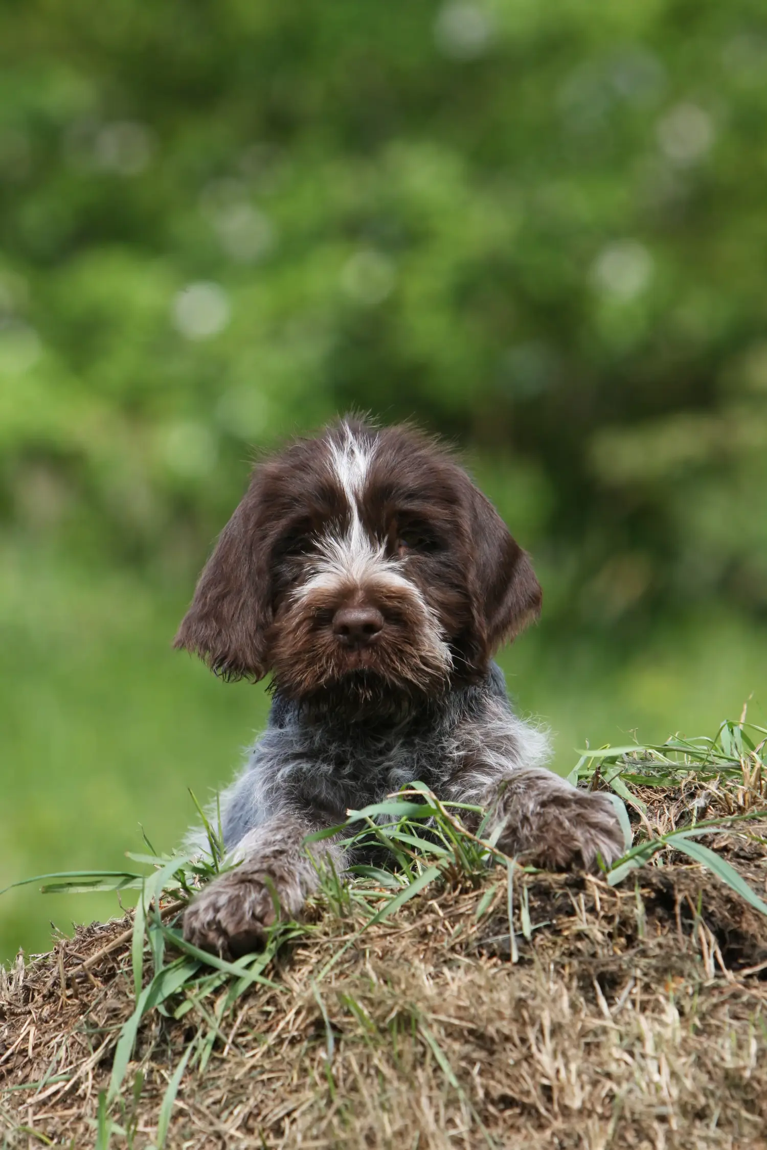Einen Griffon d’arrêt à poil dur Welpen zu kaufen, bedeutet Verantwortung zu übernehmen! Korthals Griffon Welpen kaufen.