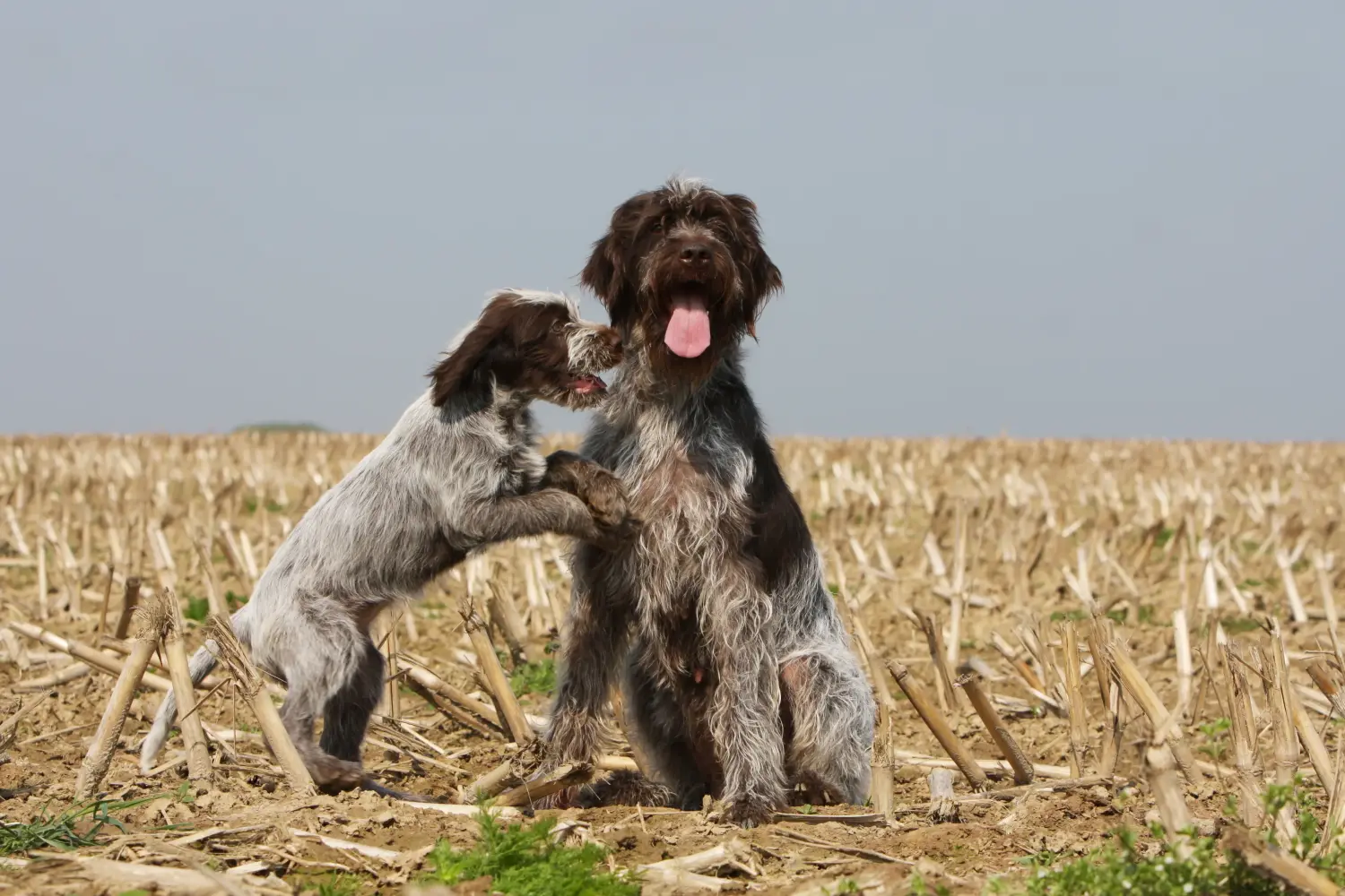 Einen Griffon d’arrêt à poil dur Welpen zu kaufen, bedeutet Verantwortung zu übernehmen! Korthals Griffon Welpen kaufen.
