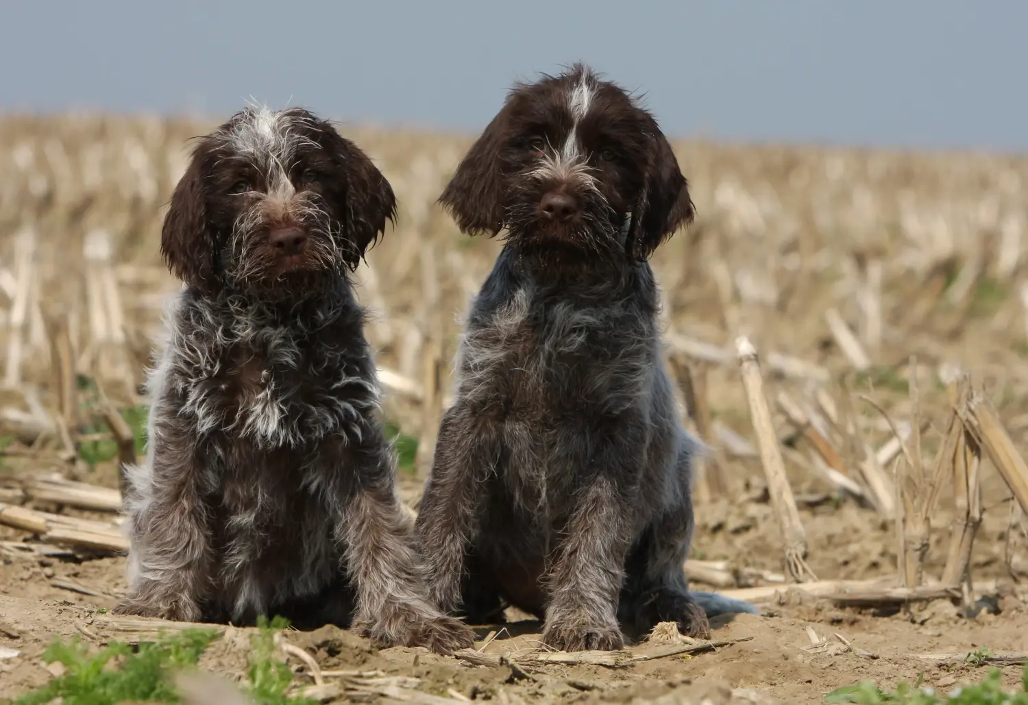 Einen Griffon d’arrêt à poil dur Welpen zu kaufen, bedeutet Verantwortung zu übernehmen! Korthals Griffon Welpen kaufen.