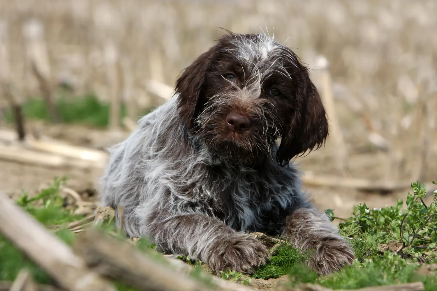 Einen Griffon d’arrêt à poil dur Welpen zu kaufen, bedeutet Verantwortung zu übernehmen! Korthals Griffon Welpen kaufen.