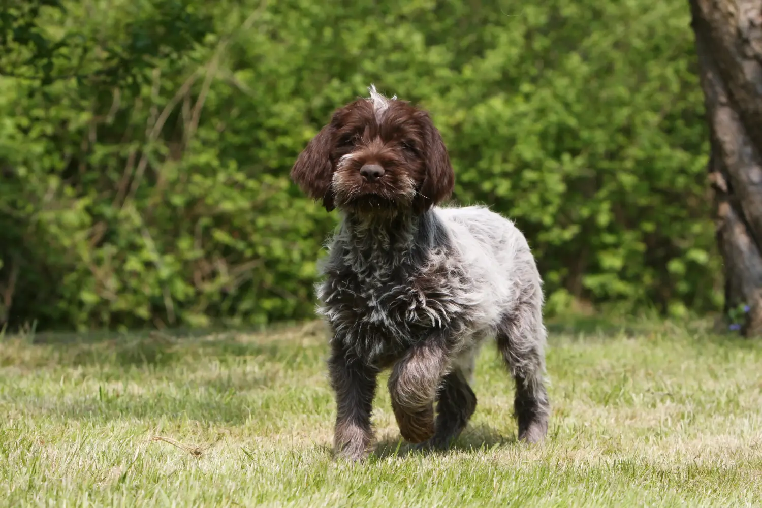 Einen Griffon d’arrêt à poil dur Welpen zu kaufen, bedeutet Verantwortung zu übernehmen! Korthals Griffon Welpen kaufen.