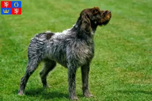 Mehr über den Artikel erfahren Korthals Griffon Züchter und Welpen in Hradec Králové