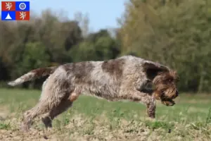 Mehr über den Artikel erfahren Korthals Griffon Züchter und Welpen in Liberec