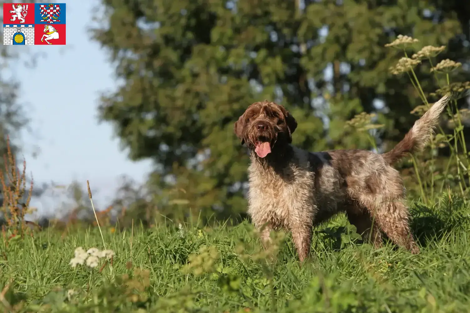 Korthals Griffon Welpen und Züchter Pardubice Hier findest Du Griffon d’arrêt à poil durs Züchter in Pardubice.