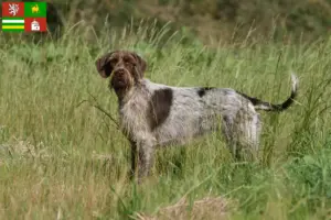 Mehr über den Artikel erfahren Korthals Griffon Züchter und Welpen in Pilsen