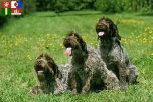 Mehr über den Artikel erfahren Korthals Griffon Züchter und Welpen in Südböhmen