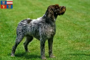 Mehr über den Artikel erfahren Korthals Griffon Züchter und Welpen in Südmähren
