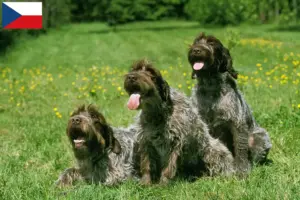 Mehr über den Artikel erfahren Korthals Griffon Züchter und Welpen in Tschechien
