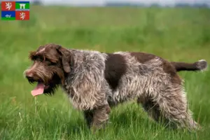 Mehr über den Artikel erfahren Korthals Griffon Züchter und Welpen in Ústí