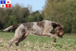 Mehr über den Artikel erfahren Korthals Griffon Züchter und Welpen in Vysočina