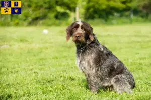 Mehr über den Artikel erfahren Korthals Griffon Züchter und Welpen in Zlín