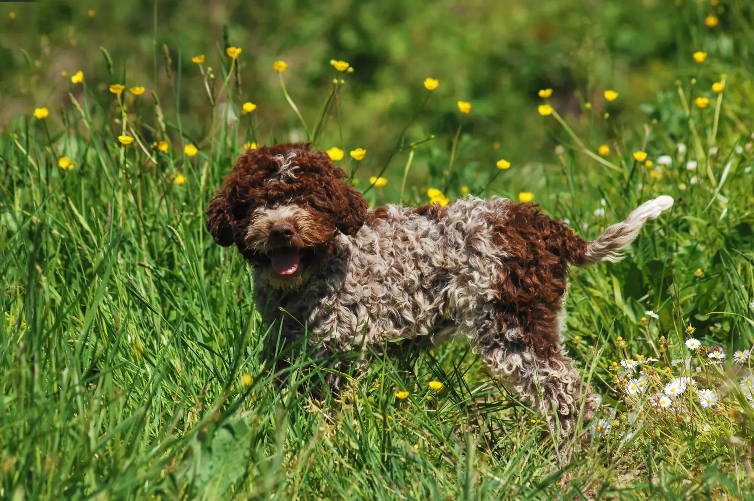 Einen Lagotto Romagnolo Welpen zu kaufen, bedeutet Verantwortung zu übernehmen! Lagotto Romagnolo Welpen kaufen.