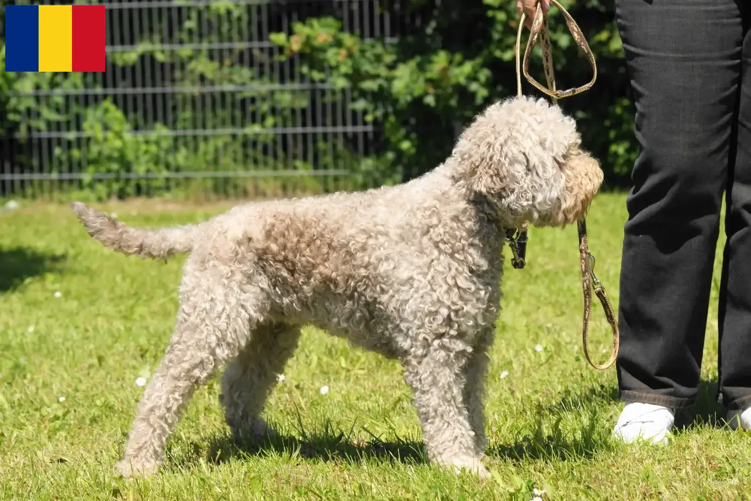 Lagotto Romagnolo Welpen und Züchter Rumänien Hier findest Du Lagotto Romagnolos Züchter in Rumänien.