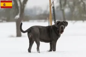 Mehr über den Artikel erfahren Mastino Napoletano Züchter und Welpen in Spanien