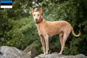 Mehr über den Artikel erfahren Podenco Züchter und Welpen in Estland