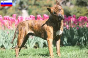Mehr über den Artikel erfahren Presa Canario Züchter und Welpen in Slowenien