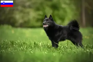 Mehr über den Artikel erfahren Schipperke Züchter und Welpen in Slowenien