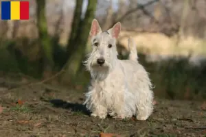 Mehr über den Artikel erfahren Scottish Terrier Züchter und Welpen in Rumänien