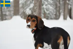 Mehr über den Artikel erfahren Treeing Walker Coonhound Züchter und Welpen in Schweden