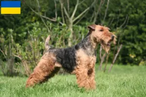 Mehr über den Artikel erfahren Welsh Terrier Züchter und Welpen in der Ukraine