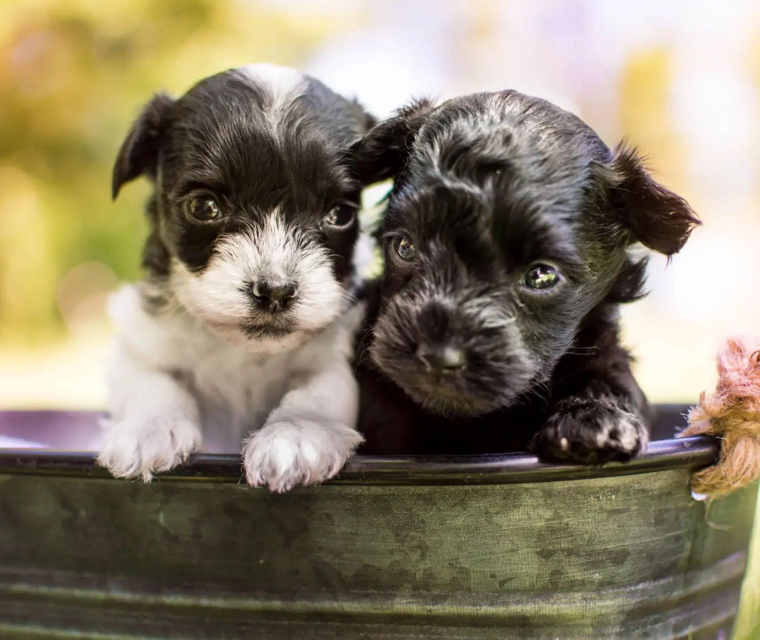 Einen  Yorkipoo Welpen zu kaufen, bedeutet Verantwortung zu übernehmen! Yorkipoo Welpen kaufen.