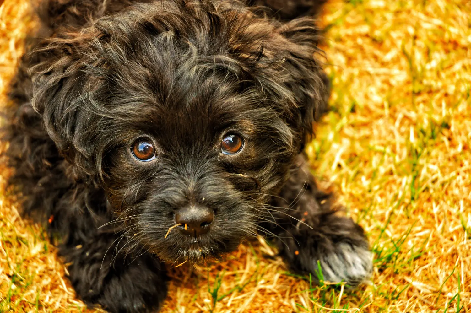 Einen  Yorkipoo Welpen zu kaufen, bedeutet Verantwortung zu übernehmen! Yorkipoo Welpen kaufen.