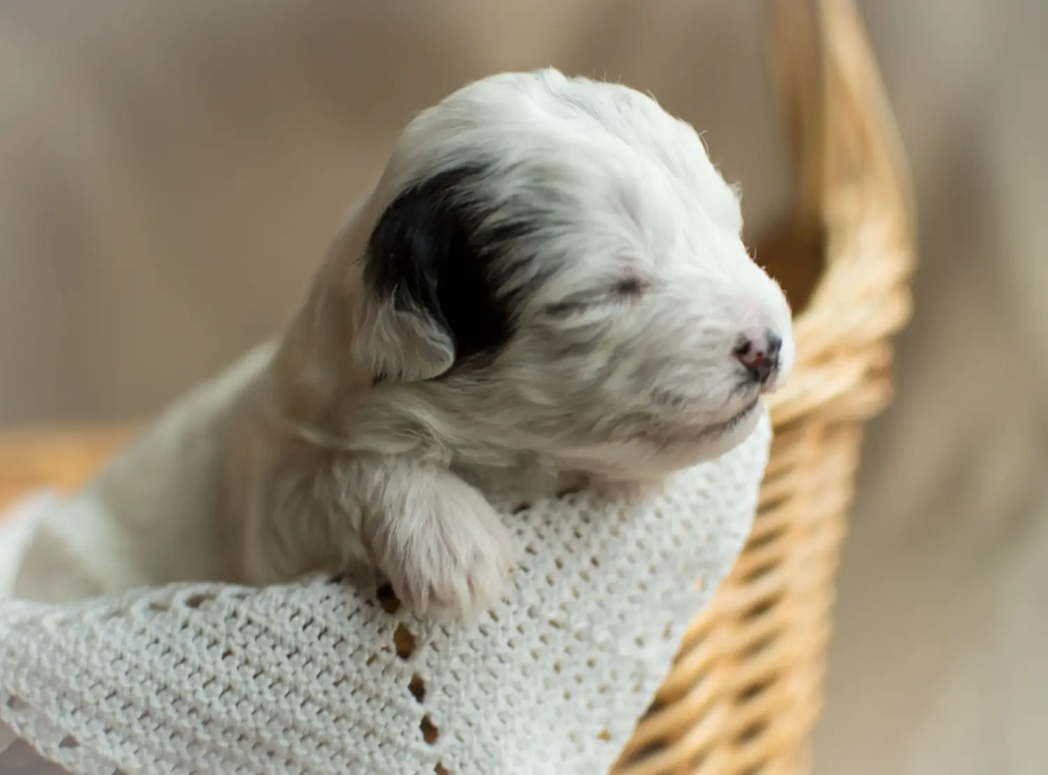 Einen  Yorkipoo Welpen zu kaufen, bedeutet Verantwortung zu übernehmen! Yorkipoo Welpen kaufen.
