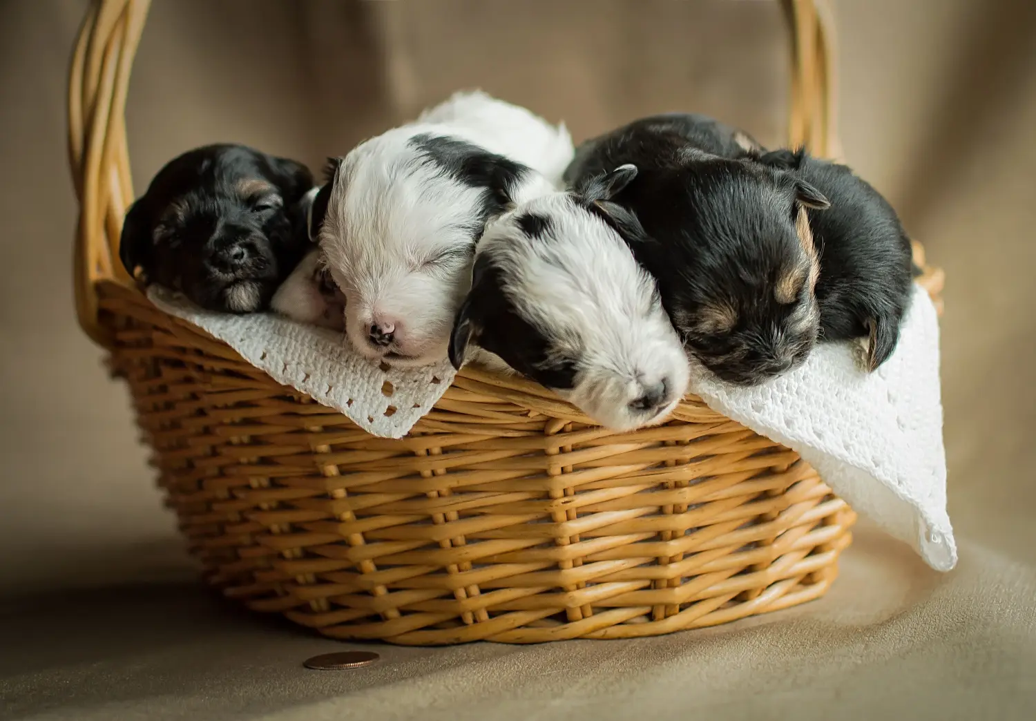 Einen Yorkipoo Welpen zu kaufen, bedeutet Verantwortung zu übernehmen! Yorkipoo Welpen kaufen.