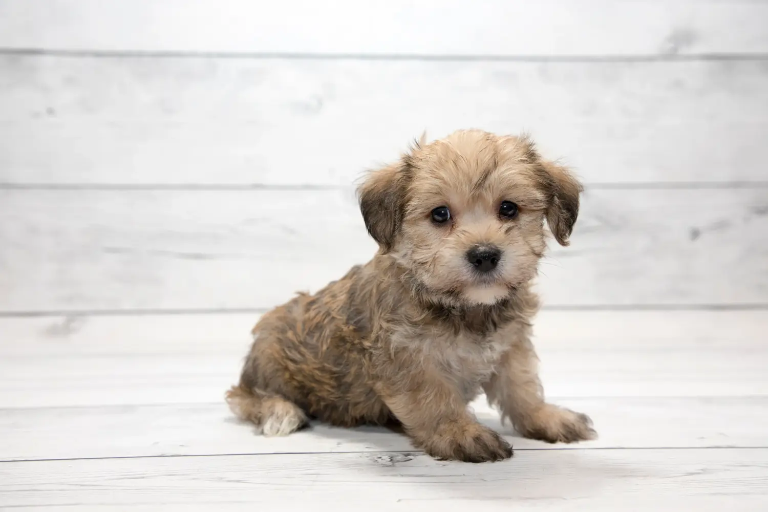 Einen  Yorkipoo Welpen zu kaufen, bedeutet Verantwortung zu übernehmen! Yorkipoo Welpen kaufen.