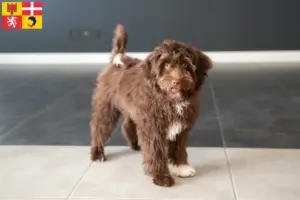 Mehr über den Artikel erfahren Yorkipoo Züchter und Welpen in Auvergne-Rhône-Alpes