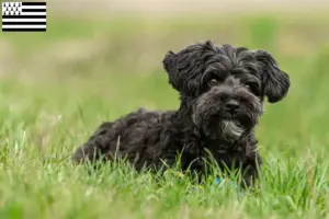 Mehr über den Artikel erfahren Yorkipoo Züchter und Welpen in der Bretagne