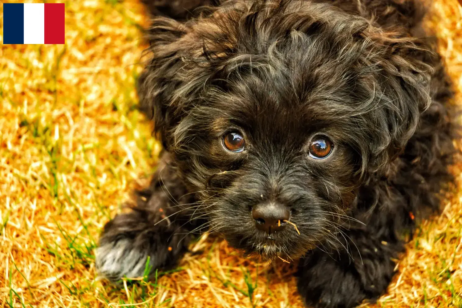 Yorkipoo Welpen und Züchter Frankreich Hier findest Du Yorkipoos Züchter in Frankreich.