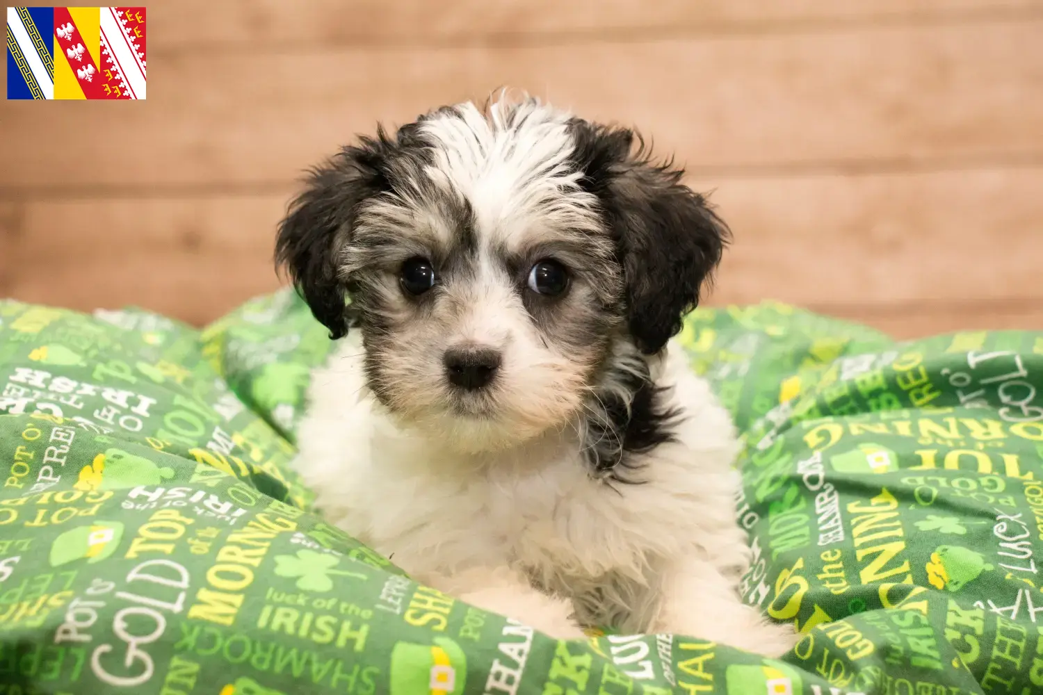 Yorkipoo Welpen und Züchter Grand Est Hier findest Du Yorkipoos Züchter in Grand Est.