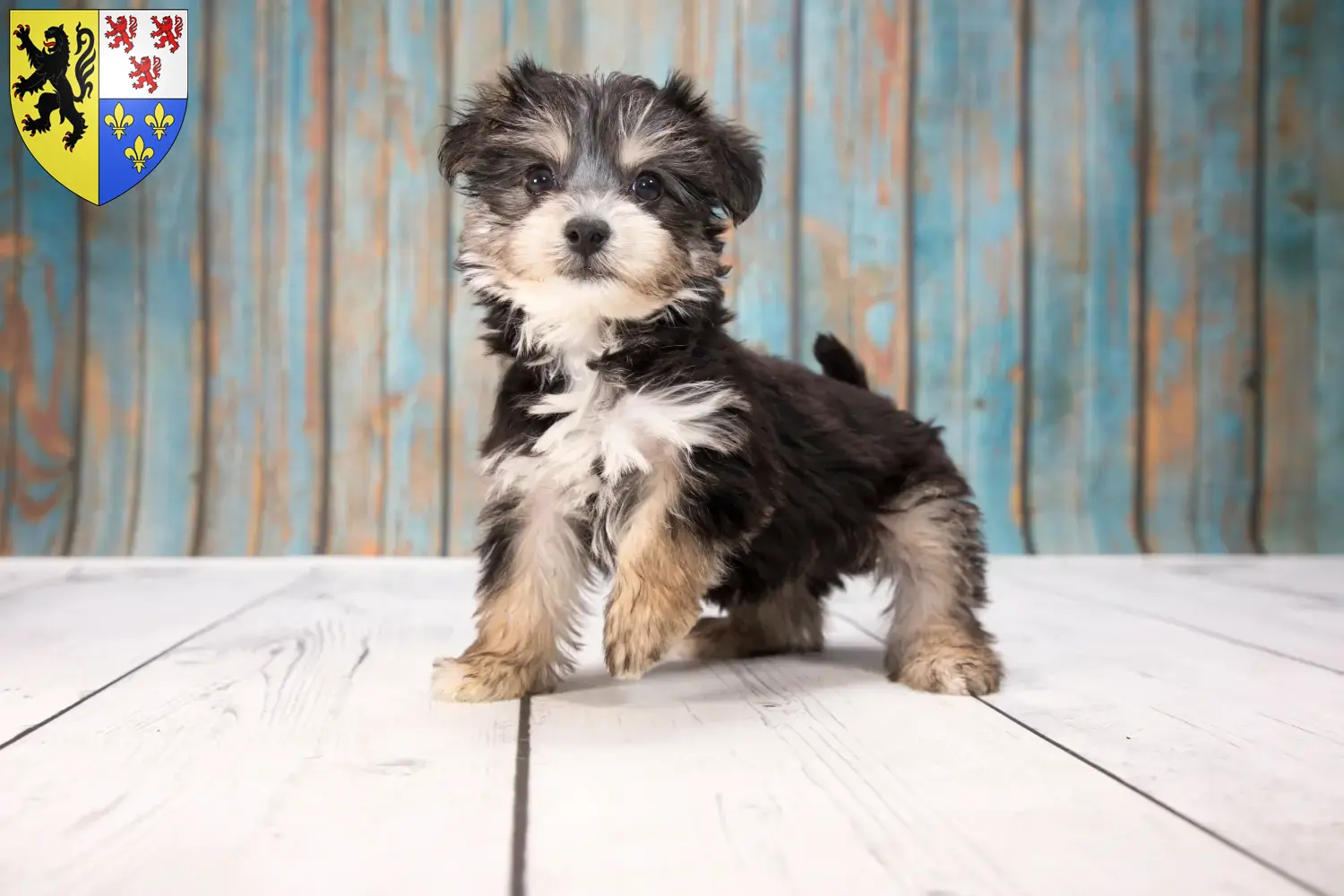 Yorkipoo Welpen und Züchter Hauts-de-France Hier findest Du Yorkipoos Züchter in Hauts-de-France.