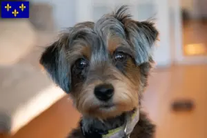 Mehr über den Artikel erfahren Yorkipoo Züchter und Welpen in Île-de-France