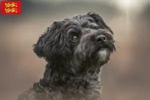 Mehr über den Artikel erfahren Yorkipoo Züchter und Welpen in der Normandie