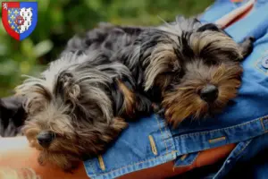 Mehr über den Artikel erfahren Yorkipoo Züchter und Welpen in Pays de la Loire