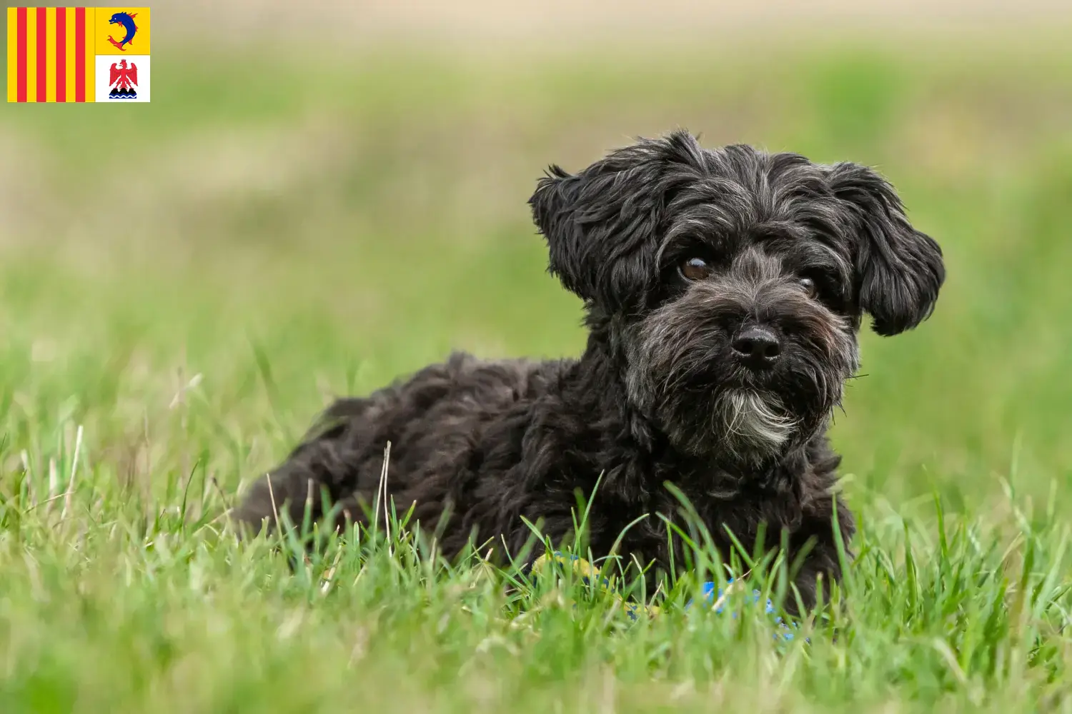 Yorkipoo Welpen und Züchter Provence-Alpes-Côte d’Azur Hier findest Du Yorkipoos Züchter in der Provence-Alpes-Côte d’Azur.
