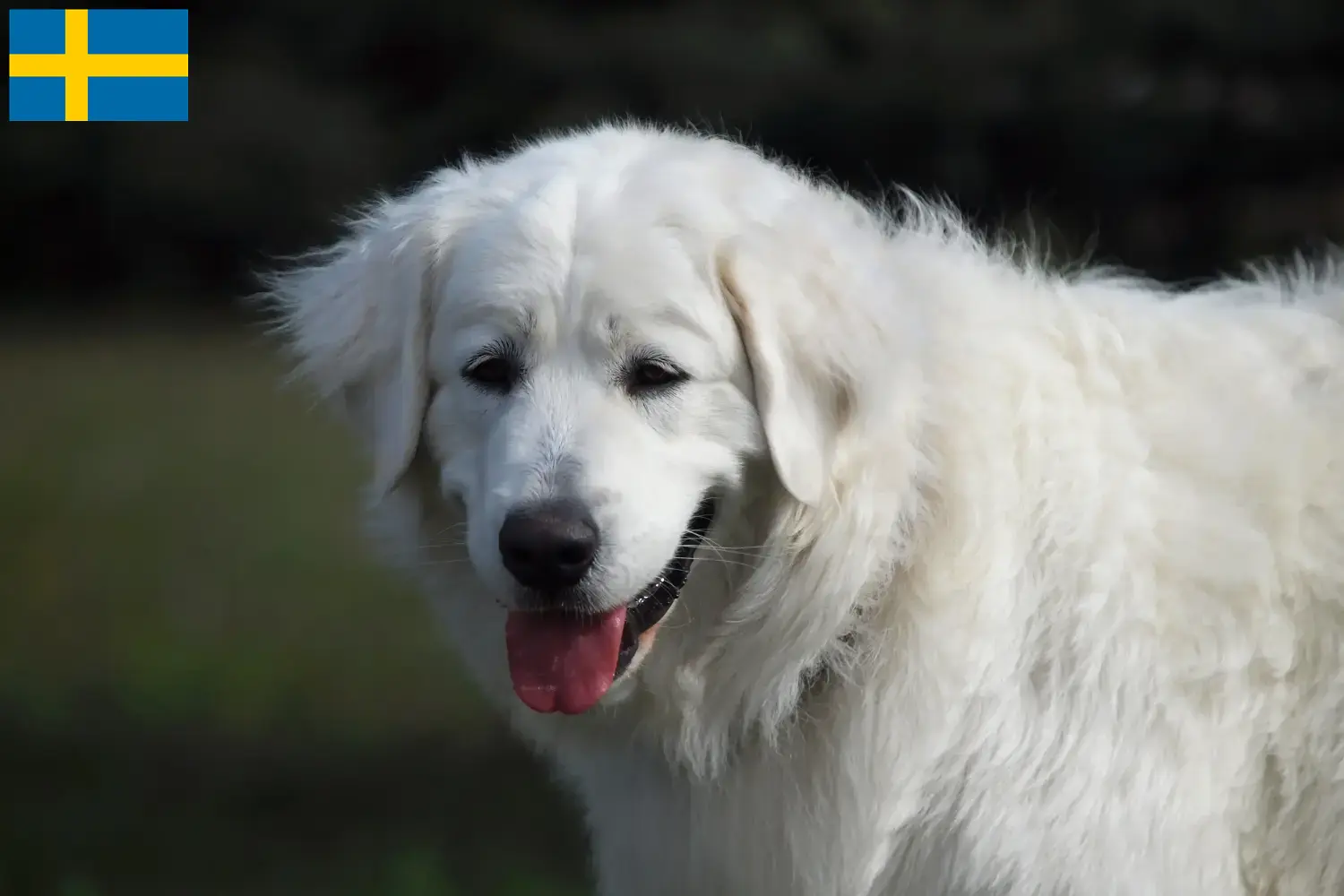 Slovensky Cuvac Welpen und Züchter Schweden Hier findest Du Slovensky Cuvacs Züchter in Schweden.