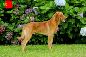 Mehr über den Artikel erfahren Chesapeake Bay Retriever Züchter und Welpen in Portugal