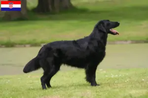 Mehr über den Artikel erfahren Flat Coated Retriever Züchter und Welpen in Kroatien