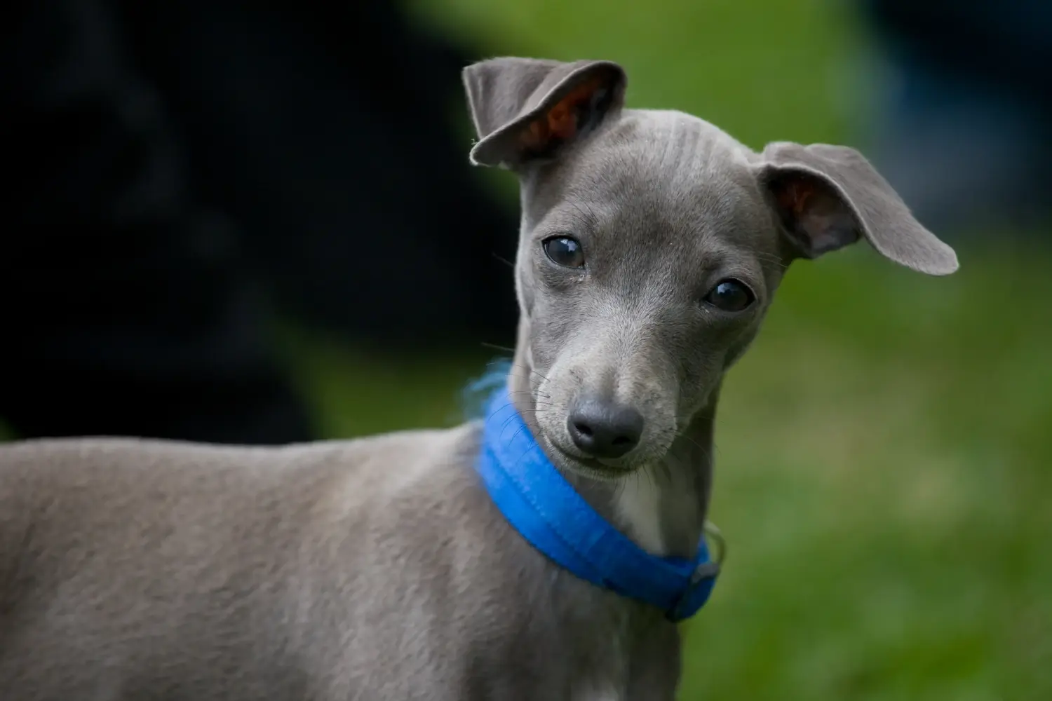 Einen Italienische Windspiel Welpen zu kaufen, bedeutet Verantwortung zu übernehmen! Italienisches Windspiel Welpen kaufen.