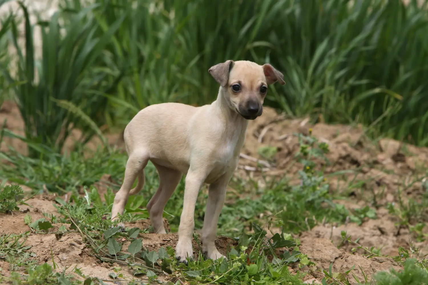 Einen Italienische Windspiel Welpen zu kaufen, bedeutet Verantwortung zu übernehmen! Italienisches Windspiel Welpen kaufen.
