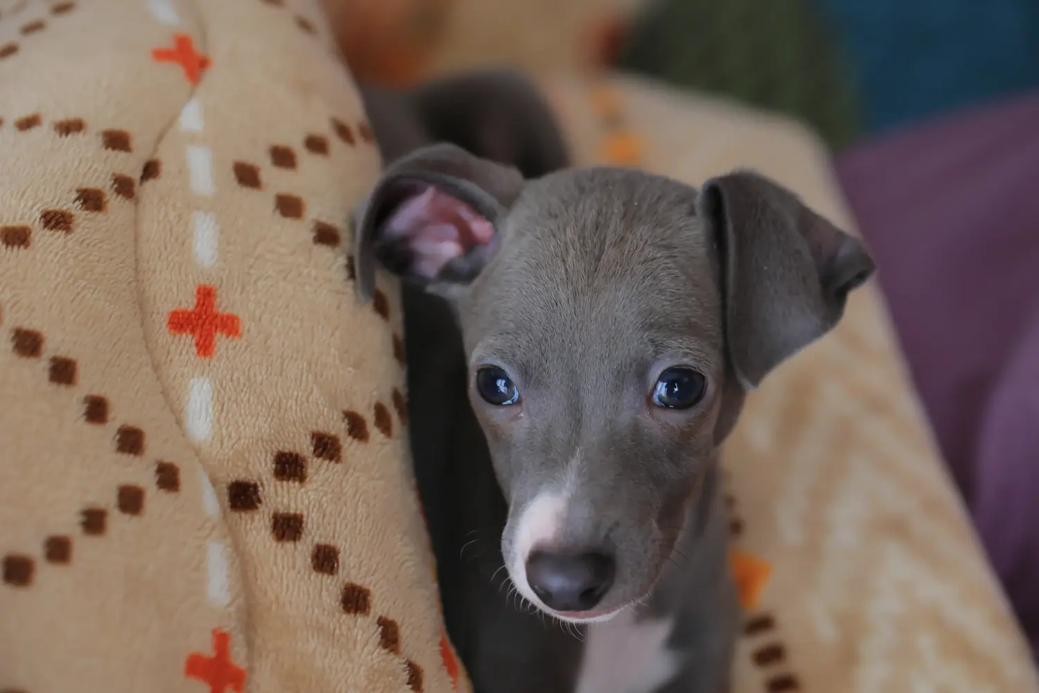 Einen Italienische Windspiel Welpen zu kaufen, bedeutet Verantwortung zu übernehmen! Italienisches Windspiel Welpen kaufen.