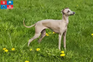 Mehr über den Artikel erfahren Italienisches Windspiel Züchter und Welpen in Karlsbad