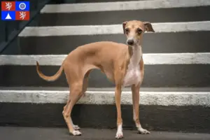 Mehr über den Artikel erfahren Italienisches Windspiel Züchter und Welpen in Liberec