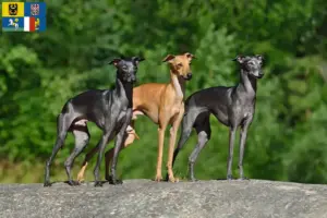 Mehr über den Artikel erfahren Italienisches Windspiel Züchter und Welpen in Mähren-Schlesien