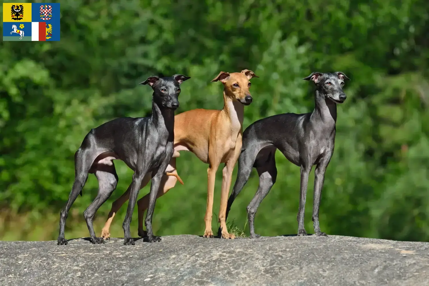 Italienisches Windspiel Welpen und Züchter Mähren-Schlesien Hier findest Du Italienische Windspiele Züchter in Mähren-Schlesien.
