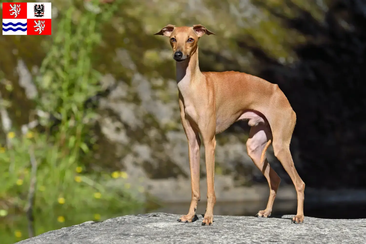 Italienisches Windspiel Welpen und Züchter Mittelböhmen Hier findest Du Italienische Windspiele Züchter in Mittelböhmen.