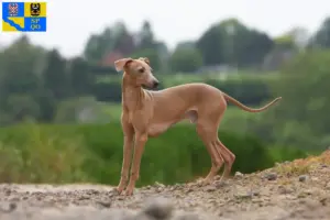 Mehr über den Artikel erfahren Italienisches Windspiel Züchter und Welpen in Olmütz